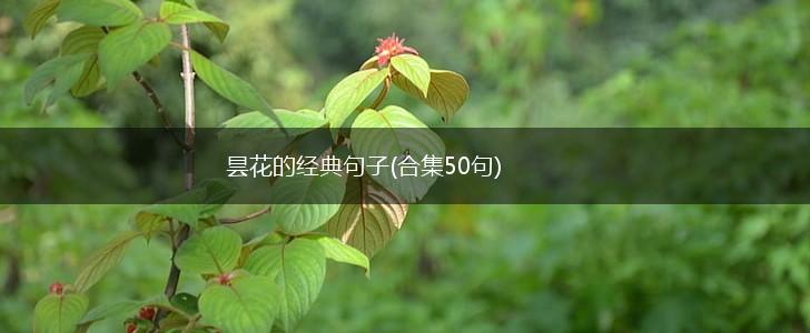 昙花的经典句子(合集50句),第1张