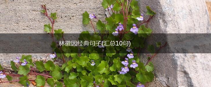 林徽因经典句子(汇总10句),第1张