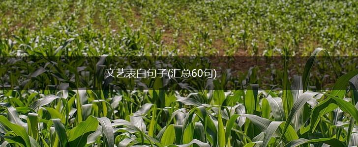 文艺表白句子(汇总60句),第1张
