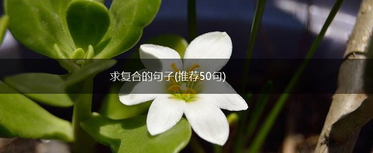 求复合的句子(推荐50句),第1张