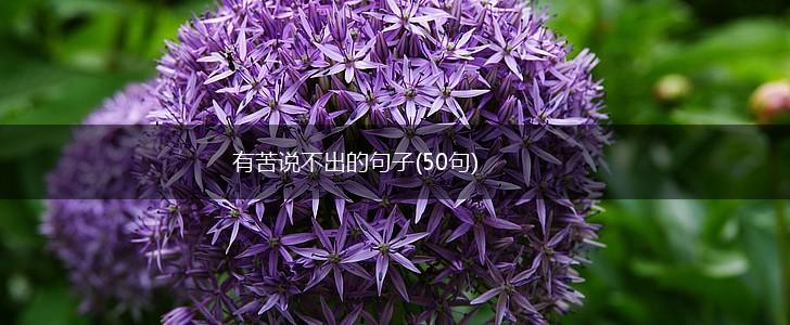 有苦说不出的句子(50句),第1张