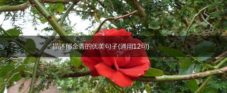 描述郁金香的优美句子(通用12句),第1张