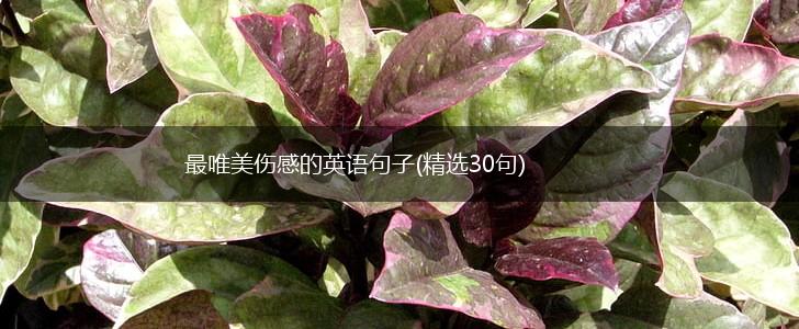 最唯美伤感的英语句子(精选30句),第1张