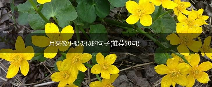 月亮像小船类似的句子(推荐50句),第1张