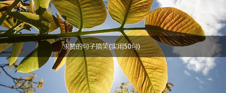 求赞的句子搞笑(实用50句),第1张