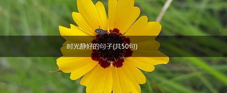 时光静好的句子(共50句),第1张