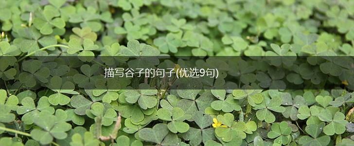 描写谷子的句子(优选9句),第1张
