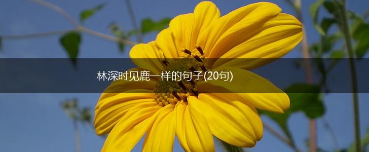 林深时见鹿一样的句子(20句),第1张