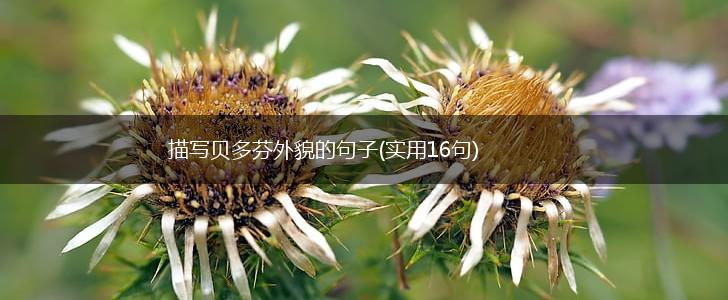 描写贝多芬外貌的句子(实用16句),第1张
