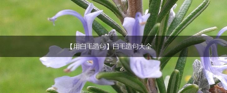 【用白毛造句】白毛造句大全,第1张