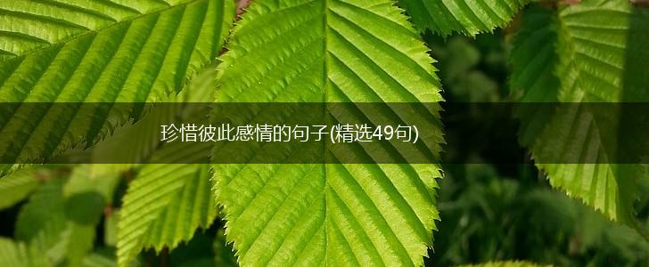 珍惜彼此感情的句子(精选49句),第1张