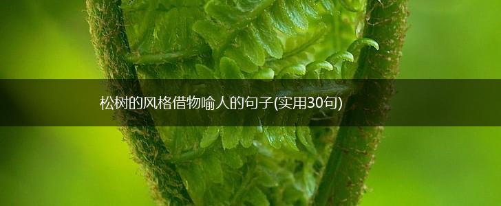 松树的风格借物喻人的句子(实用30句),第1张