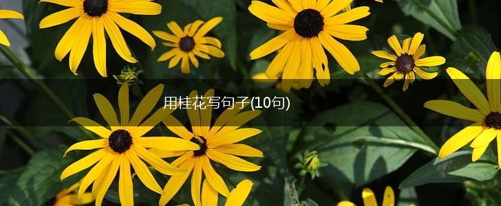 用桂花写句子(10句),第1张