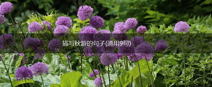 描写秋游的句子(通用9句),第1张