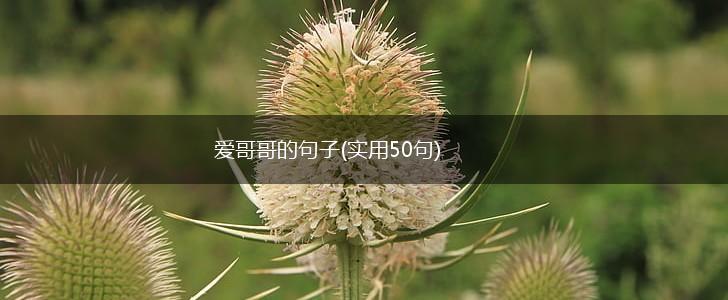 爱哥哥的句子(实用50句),第1张