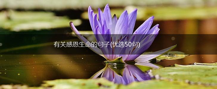 有关感恩生命的句子(优选50句),第1张
