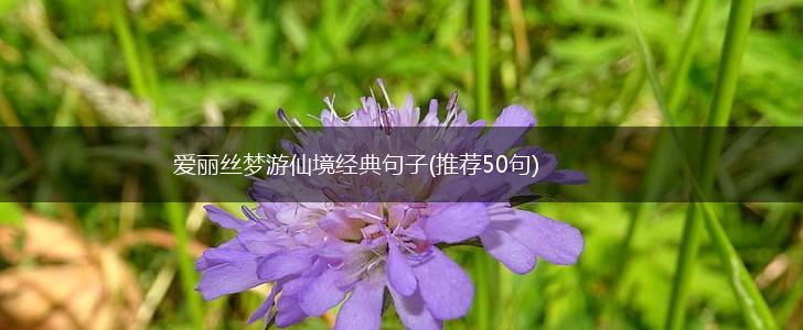 爱丽丝梦游仙境经典句子(推荐50句),第1张
