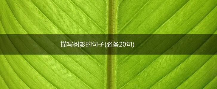 描写树影的句子(必备20句),第1张