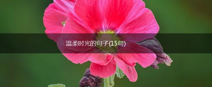 温柔时光的句子(15句),第1张