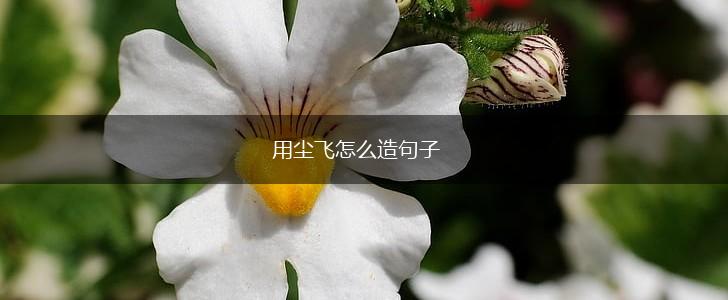 用尘飞怎么造句子,第1张