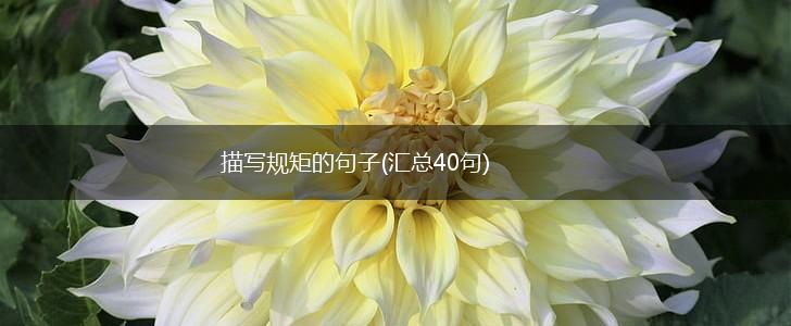 描写规矩的句子(汇总40句),第1张