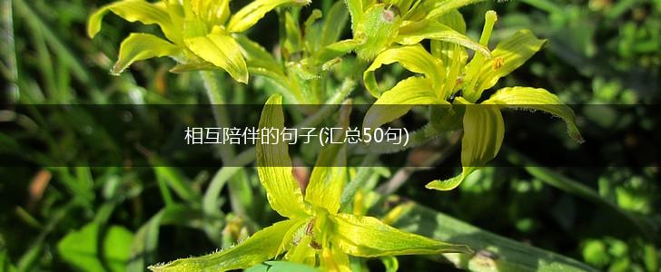 相互陪伴的句子(汇总50句),第1张