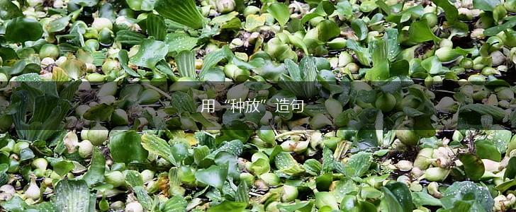 用“种放”造句,第1张