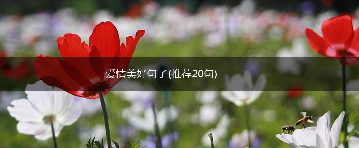爱情美好句子(推荐20句),第1张