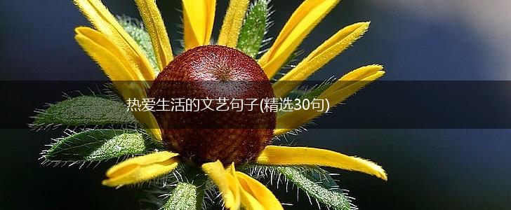 热爱生活的文艺句子(精选30句),第1张
