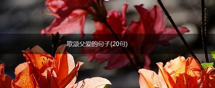 歌颂父爱的句子(20句),第1张