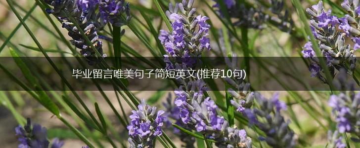 毕业留言唯美句子简短英文(推荐10句),第1张