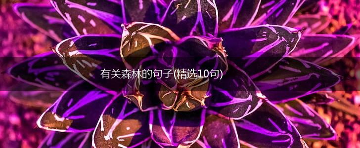 有关森林的句子(精选10句),第1张