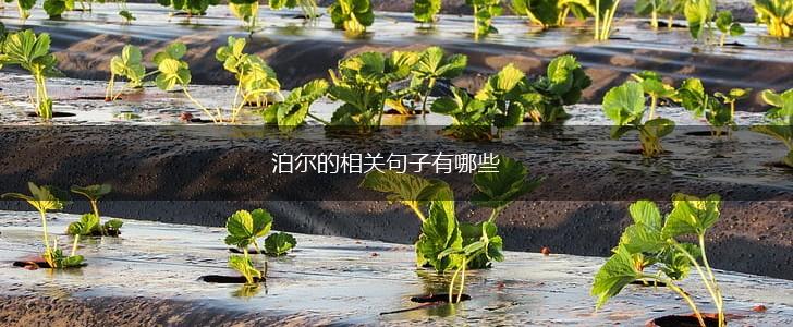 泊尔的相关句子有哪些,第1张