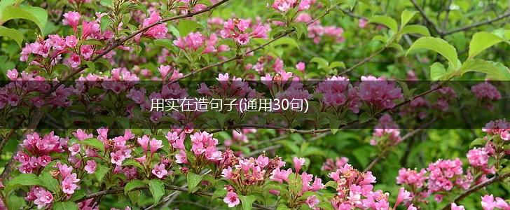 用实在造句子(通用30句),第1张