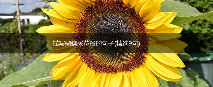 描写蝴蝶采花粉的句子(精选9句),第1张