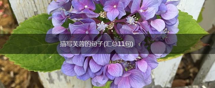 描写芙蓉的句子(汇总11句),第1张