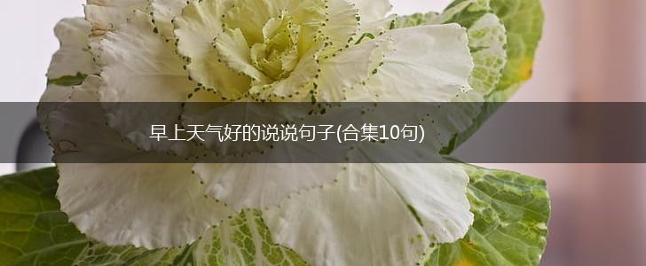 早上天气好的说说句子(合集10句),第1张
