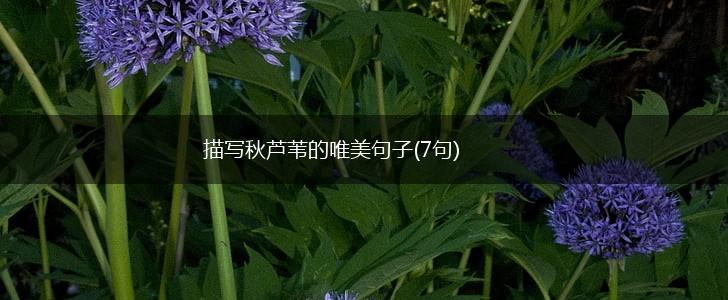描写秋芦苇的唯美句子(7句),第1张