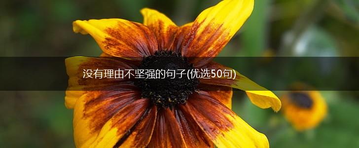 没有理由不坚强的句子(优选50句),第1张