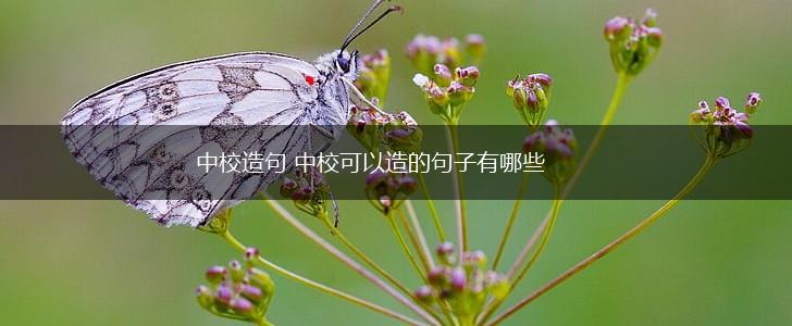 中校造句 中校可以造的句子有哪些,第1张