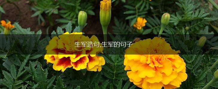 生军造句,生军的句子,第1张