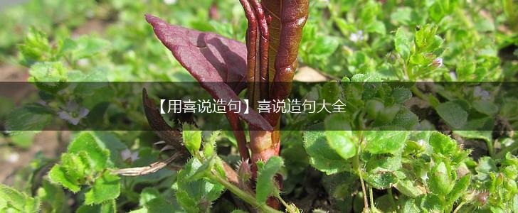 【用喜说造句】喜说造句大全,第1张