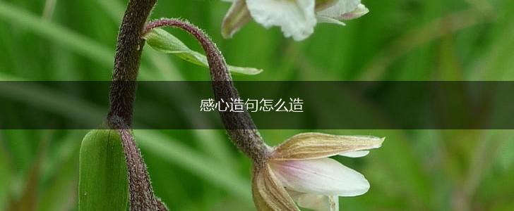 感心造句怎么造,第1张
