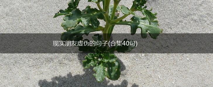 现实朋友虚伪的句子(合集40句),第1张