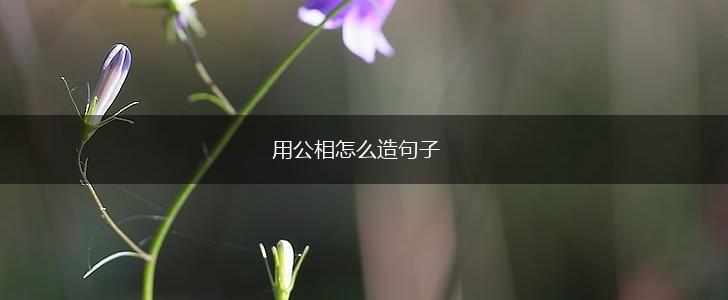 用公相怎么造句子,第1张