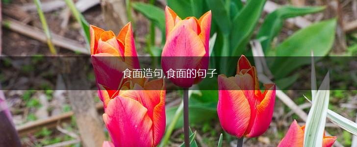 食面造句,食面的句子,第1张