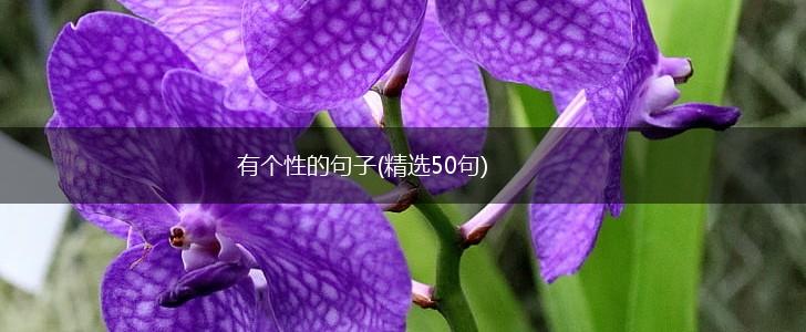 有个性的句子(精选50句),第1张