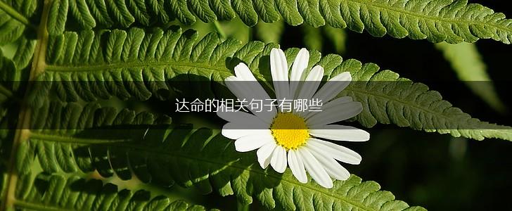 达命的相关句子有哪些,第1张