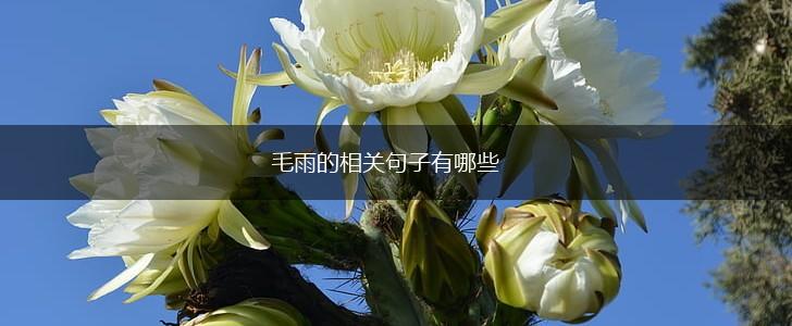 毛雨的相关句子有哪些,第1张