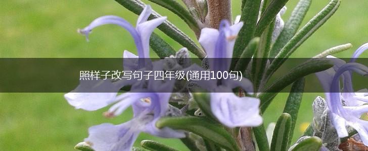 照样子改写句子四年级(通用100句),第1张